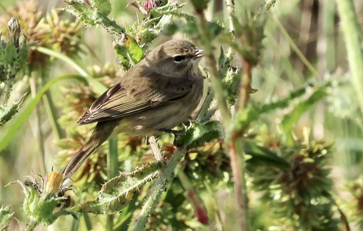Palm Warbler (Western) - ML625673341