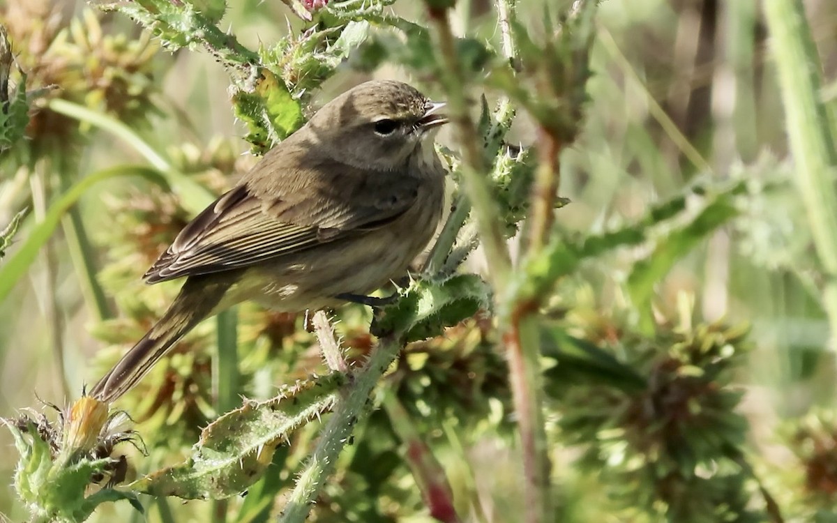 Palm Warbler (Western) - ML625673342