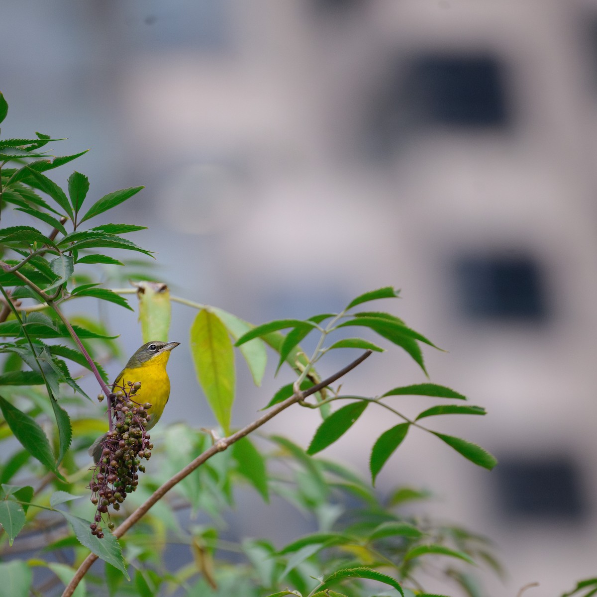 Yellow-breasted Chat - ML625673620
