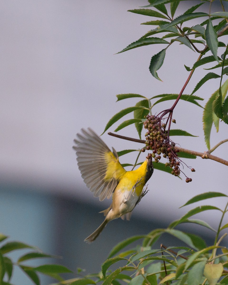 Yellow-breasted Chat - ML625673624