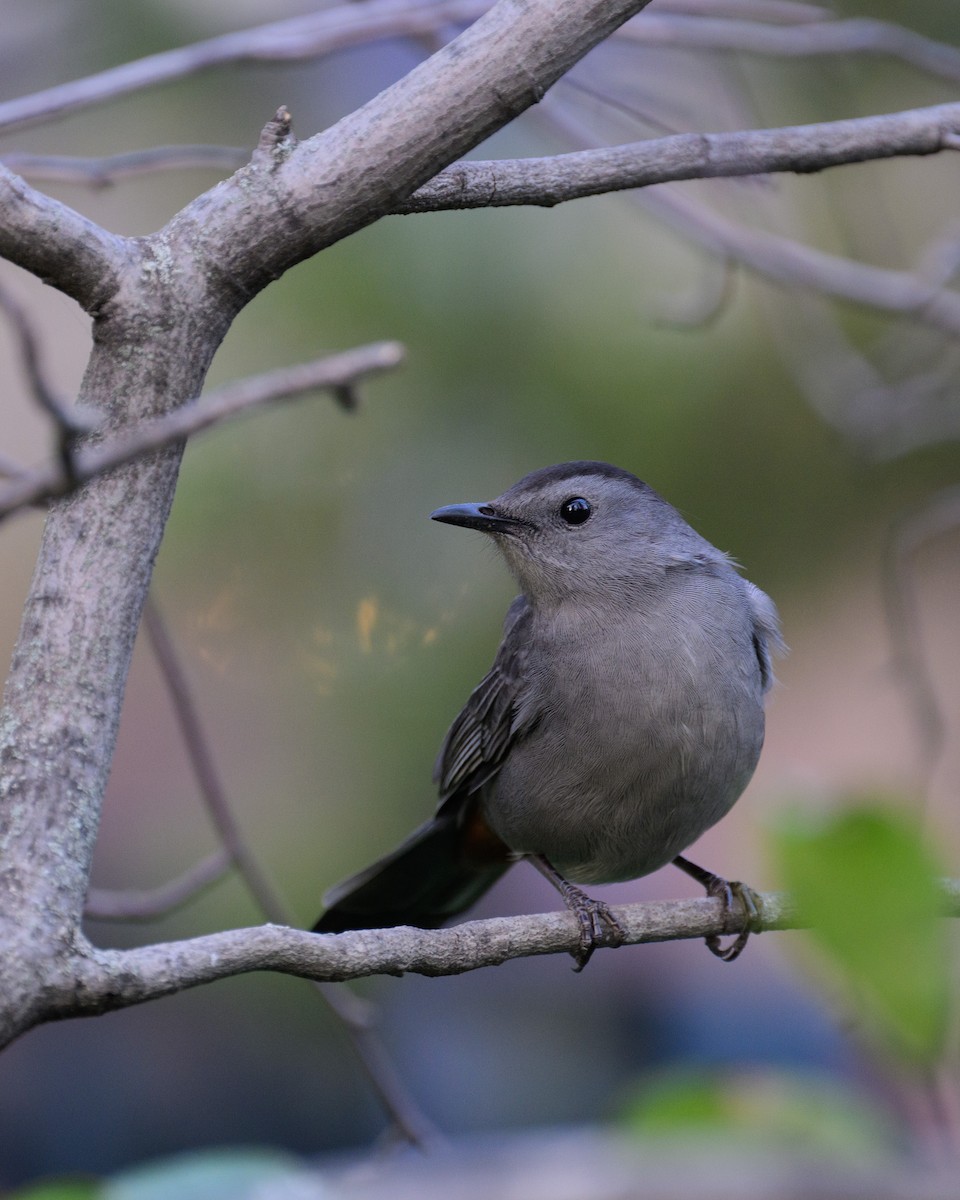 Gray Catbird - ML625673639