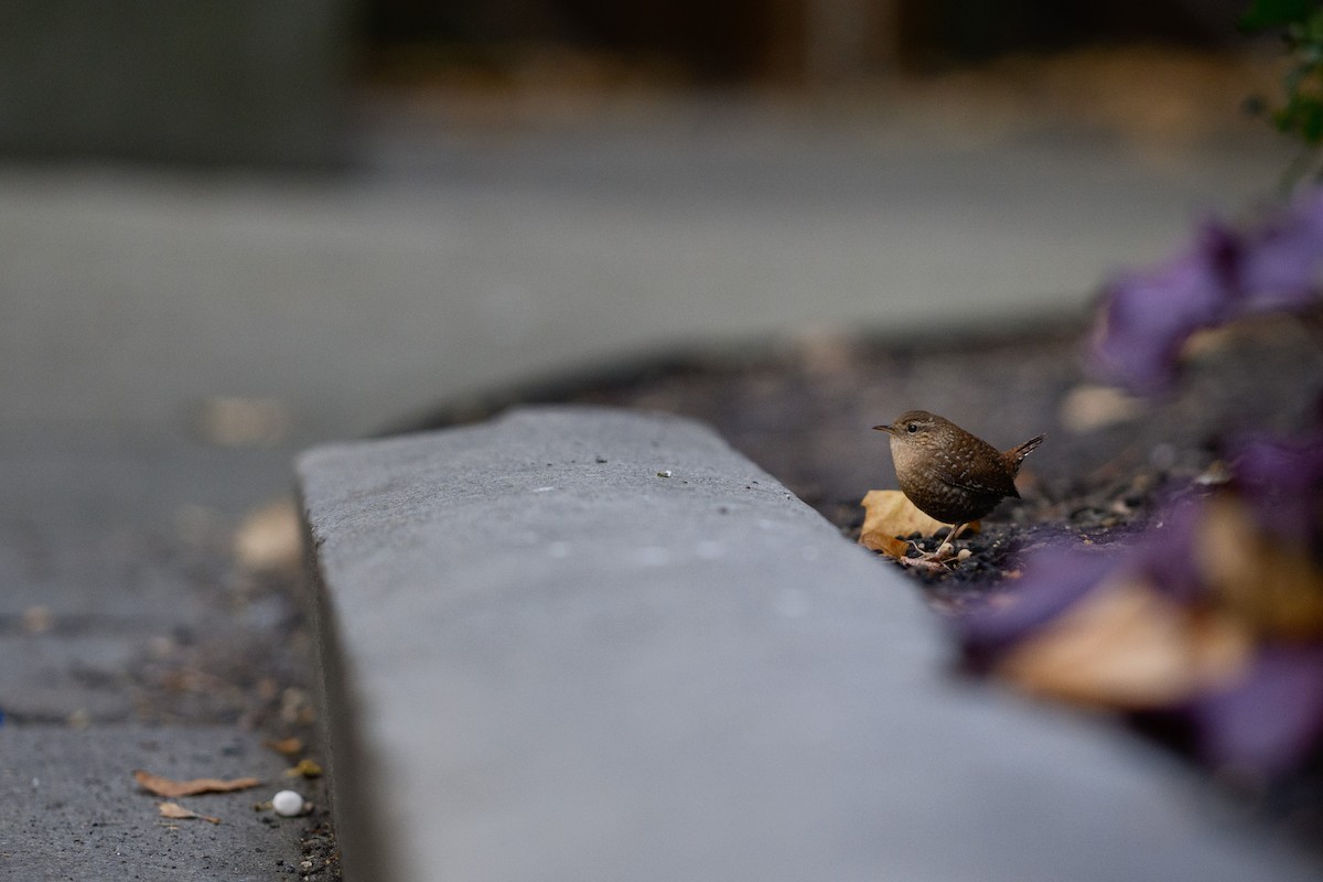 Winter Wren - ML625673804
