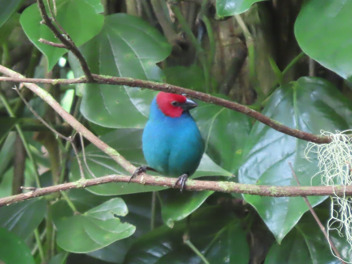 Vanuatu Papağan İspinozu (cyaneovirens/gaughrani) - ML625673909