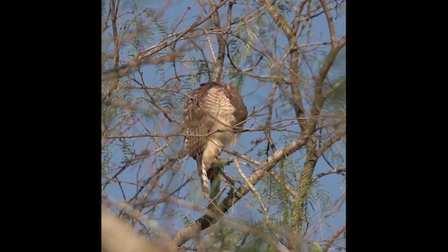 Roadside Hawk - ML625673965