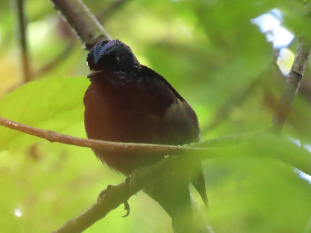 Taveuni Silktail - ML625673986