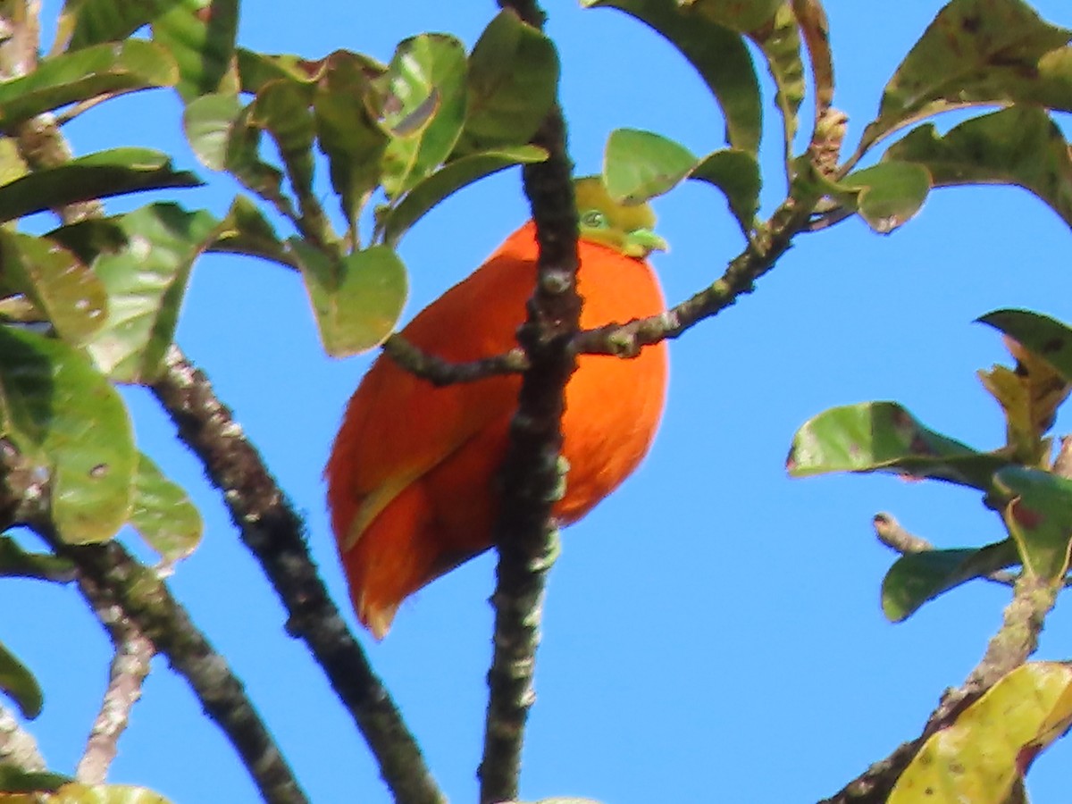 Orange Dove - ML625674011