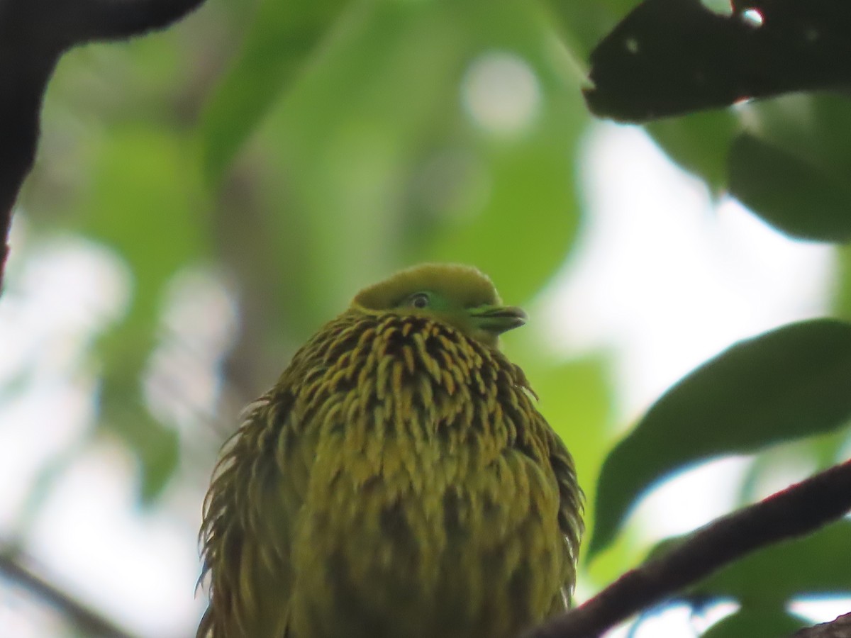 Golden Dove - ML625674120