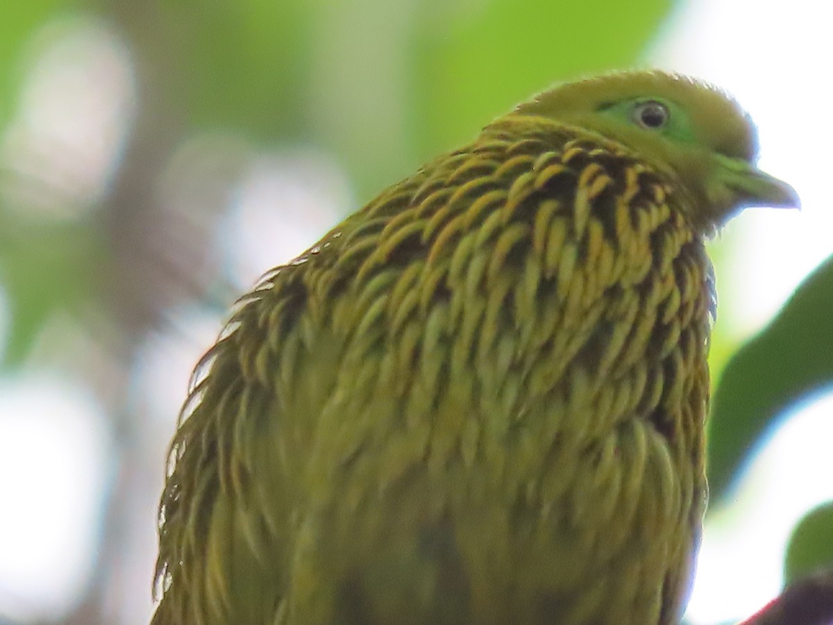 Golden Dove - ML625674121