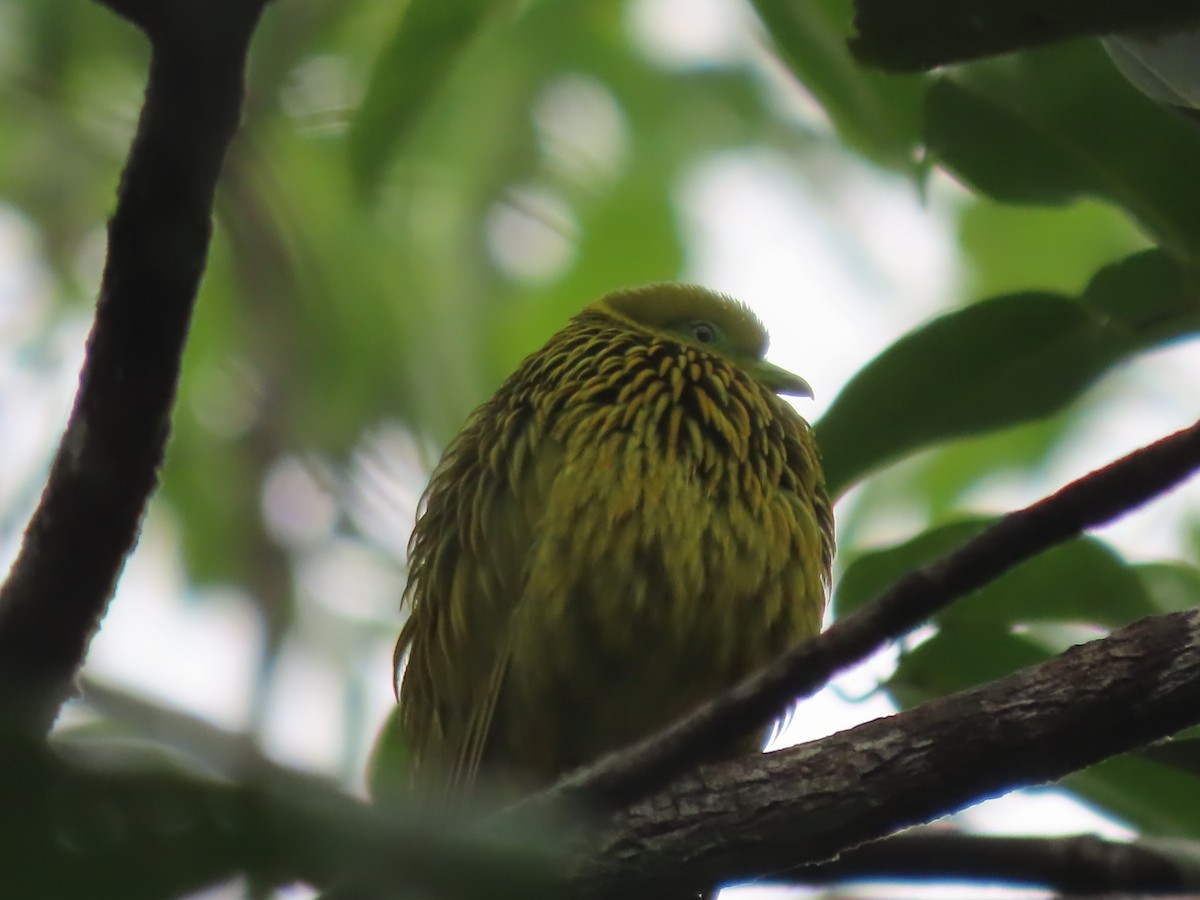 Golden Dove - ML625674122