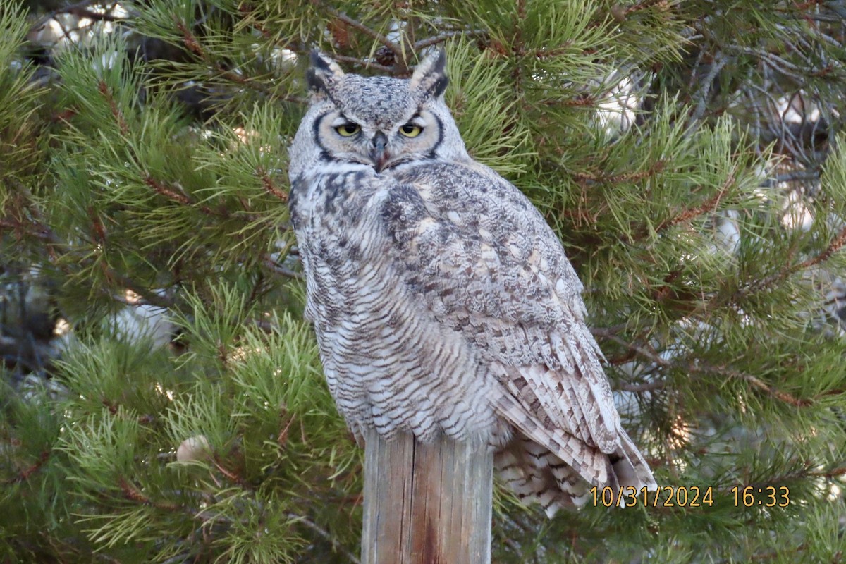 Great Horned Owl - ML625674145