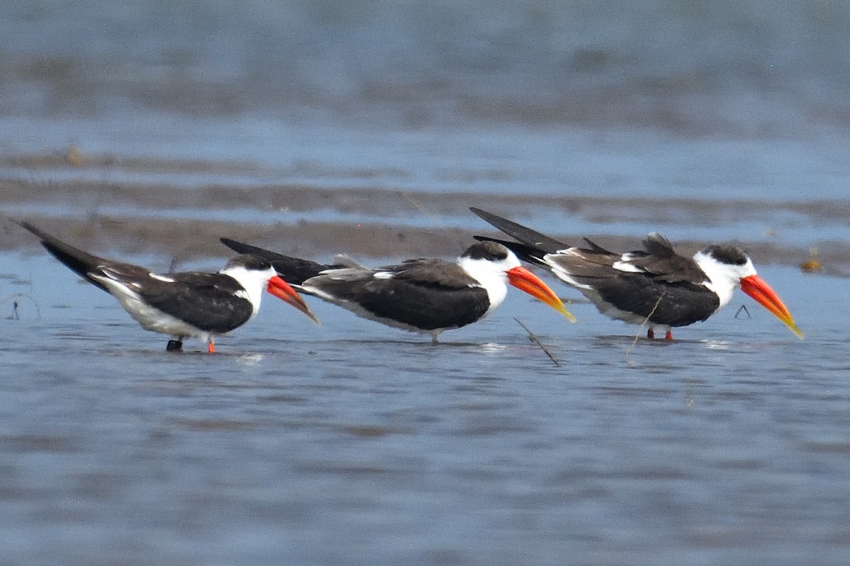 zoboun asijský - ML625674152