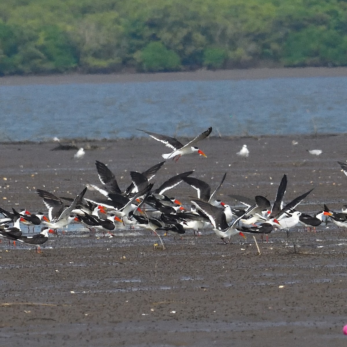 zoboun asijský - ML625674153