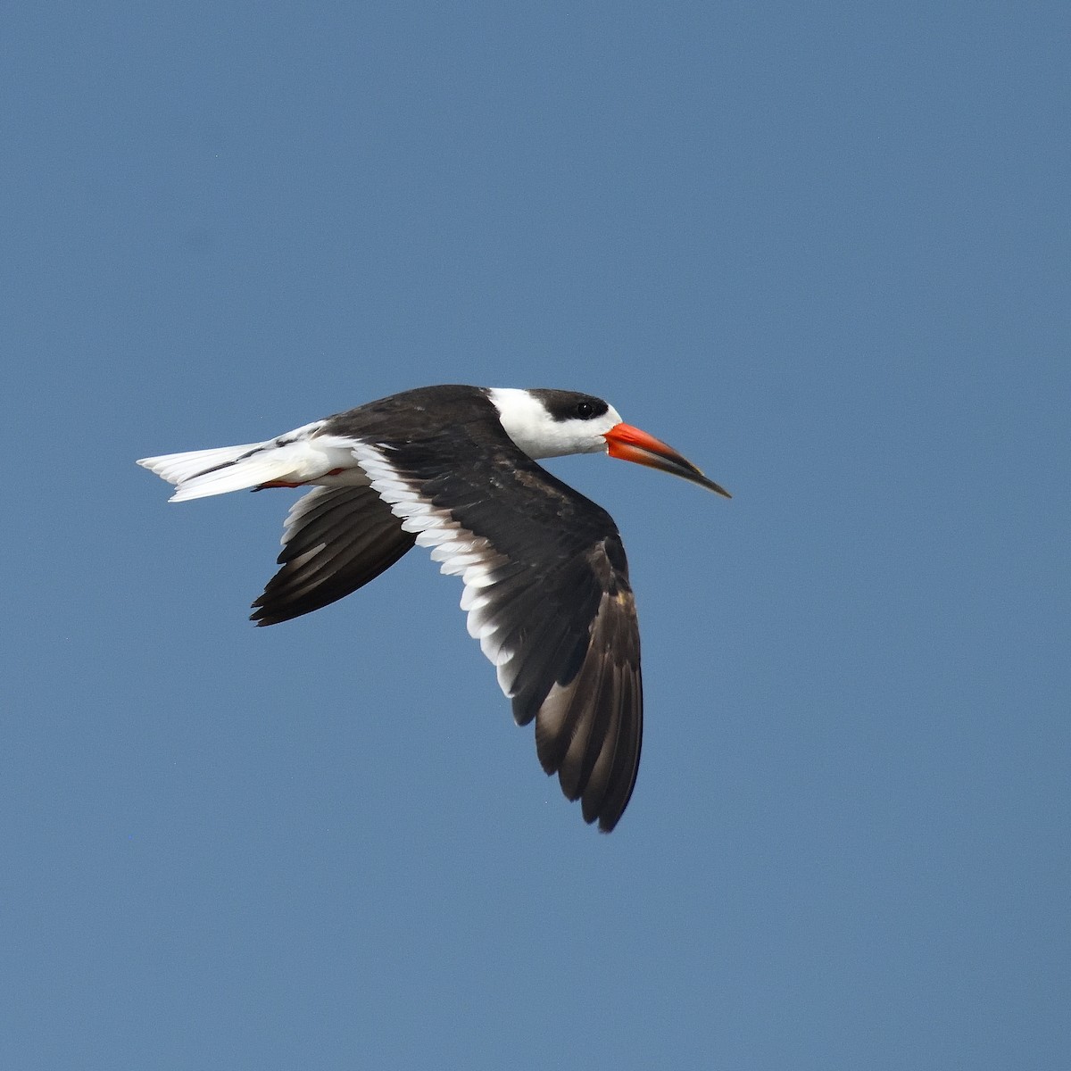 zoboun asijský - ML625674154