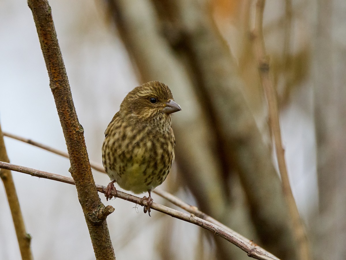 Purple Finch (Western) - ML625674576