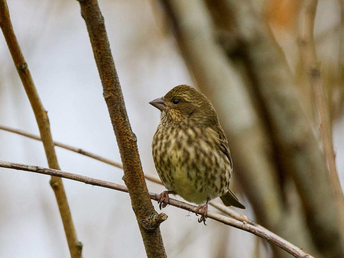 Purple Finch (Western) - ML625674577