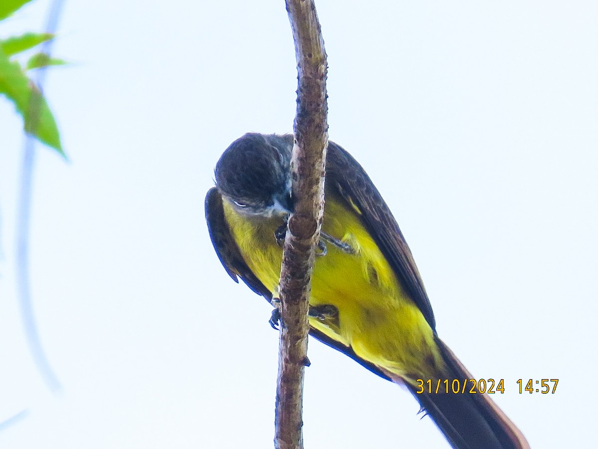 Dusky-chested Flycatcher - ML625674841