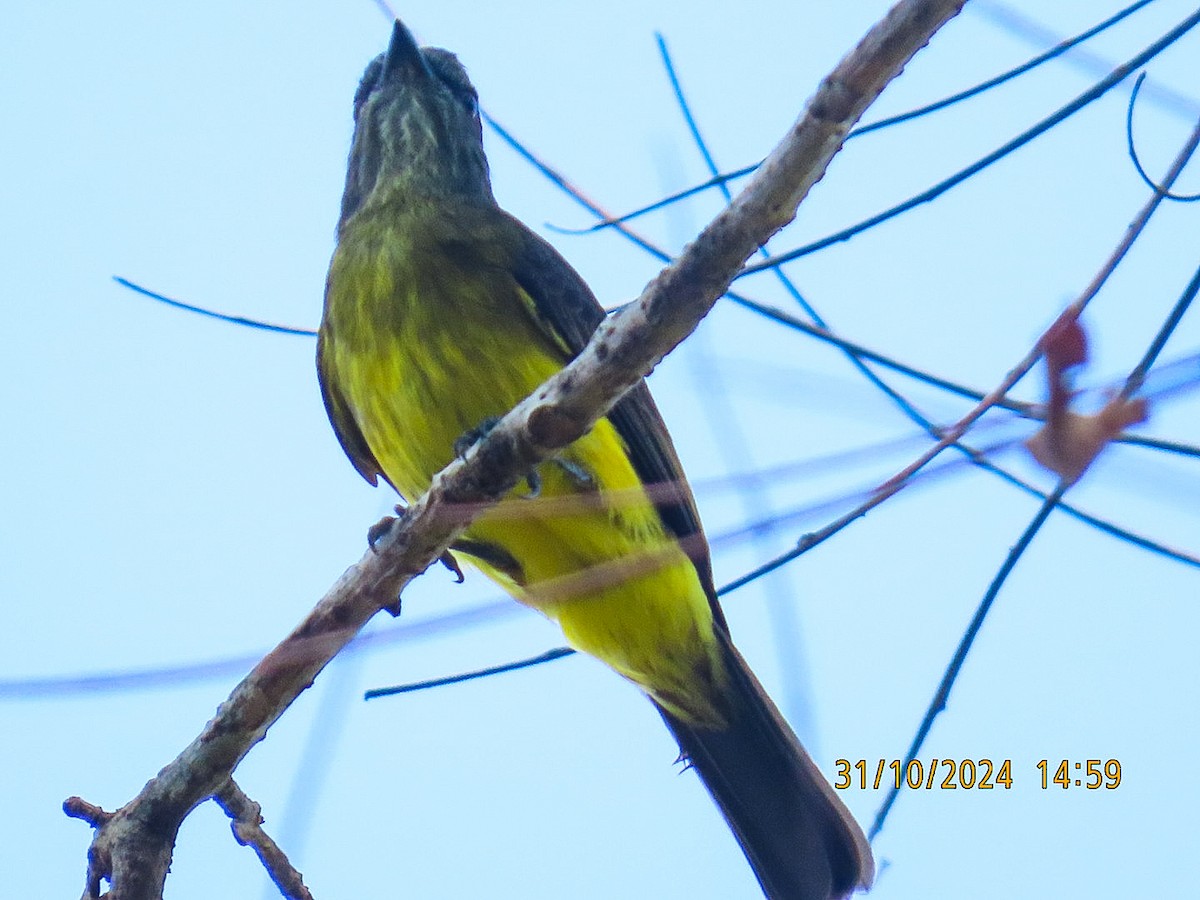 Dusky-chested Flycatcher - ML625674842