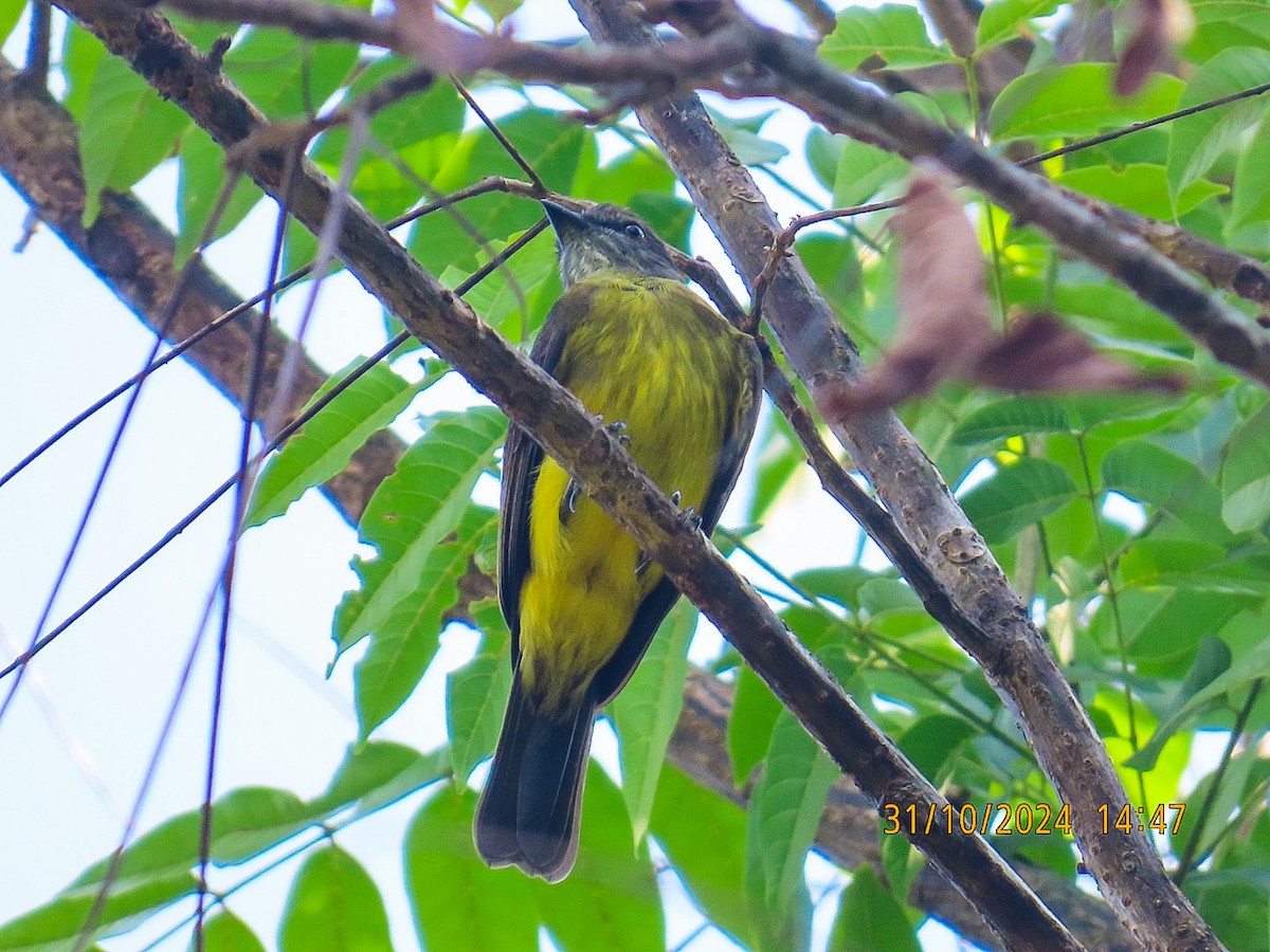 Dusky-chested Flycatcher - ML625674843