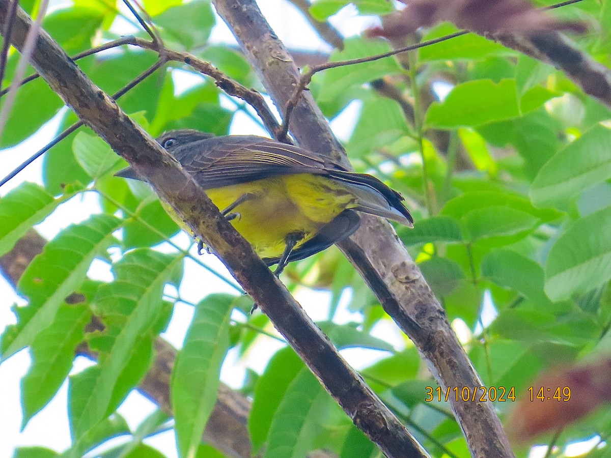 Dusky-chested Flycatcher - ML625674844