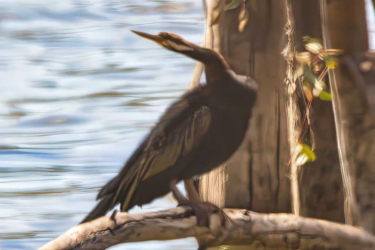 Australasian Darter - ML625674929