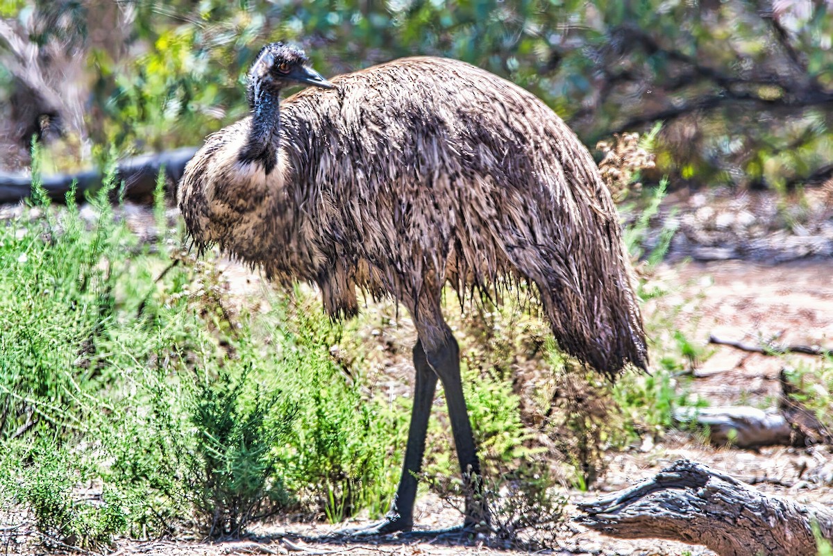 Emu - ML625674937