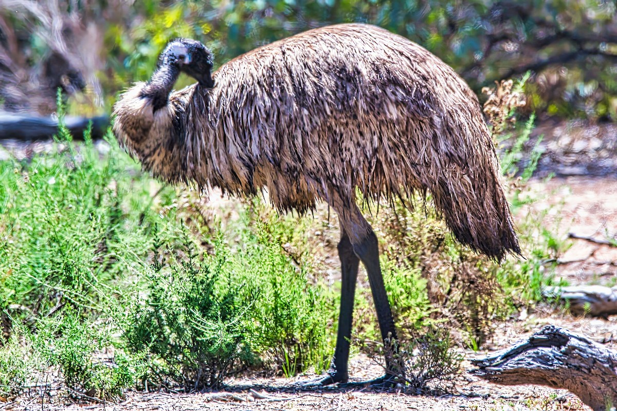 Emu - ML625674938