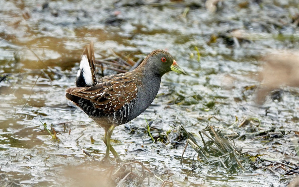 Australian Crake - ML625674950