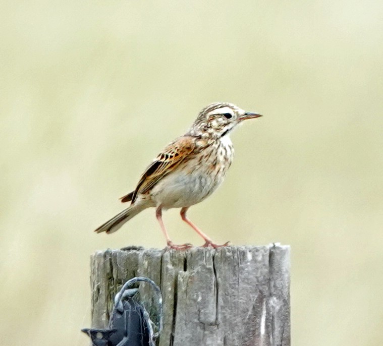 Australian Pipit - ML625674963
