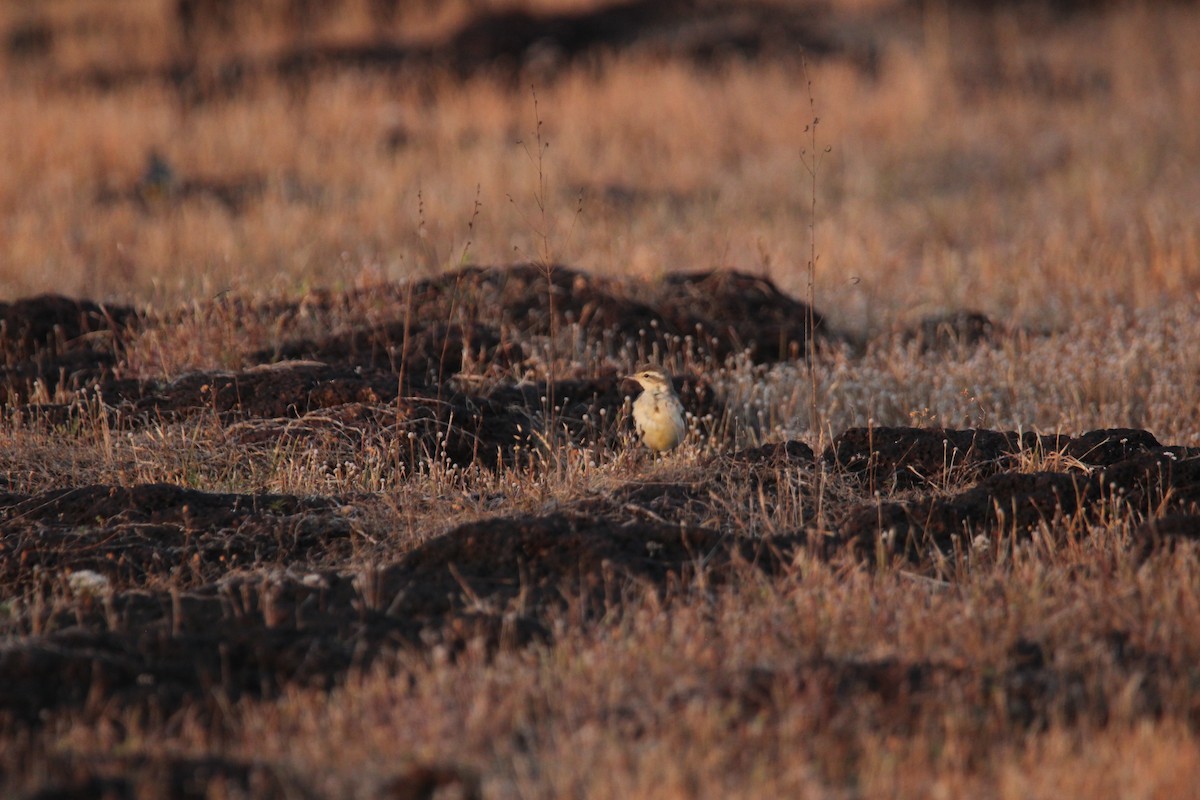 Sarı Kuyruksallayan - ML625674997