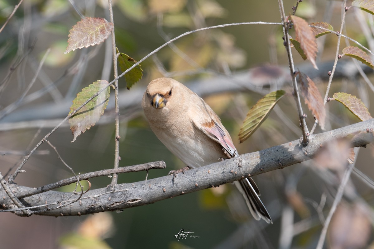 Desert Finch - ML625675159