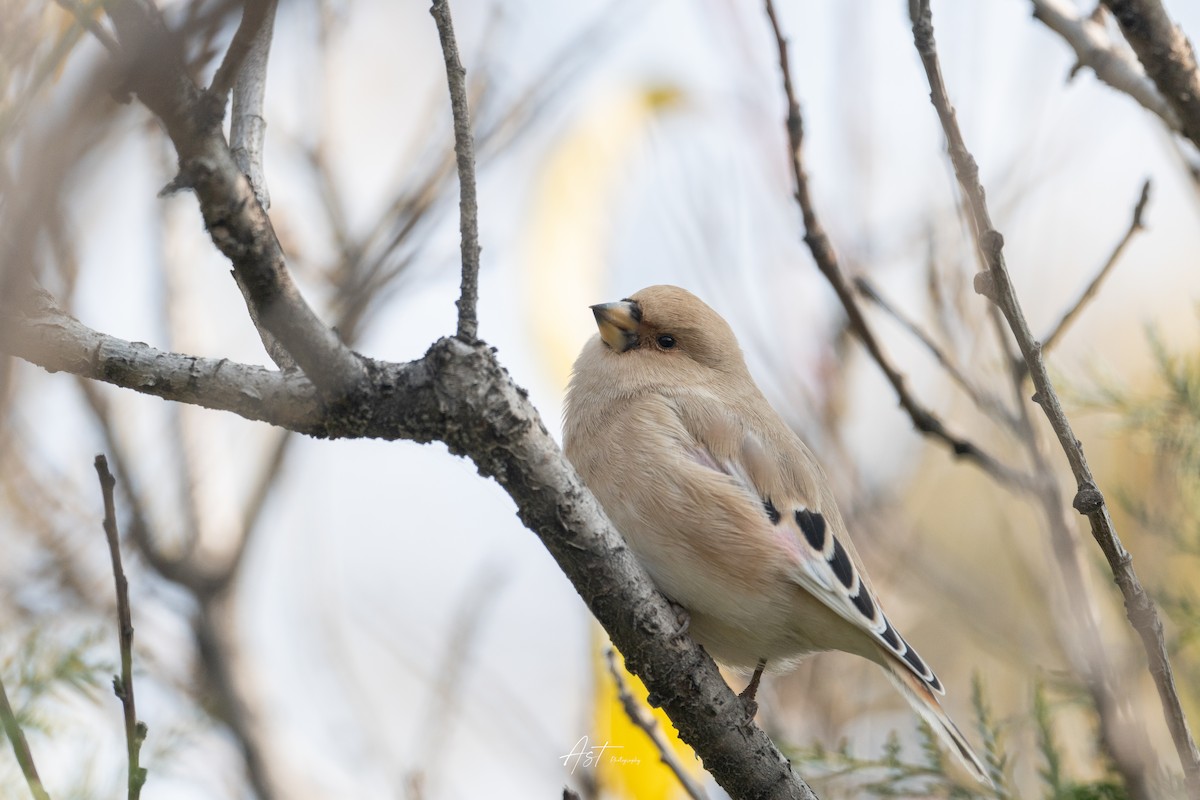 Desert Finch - ML625675162