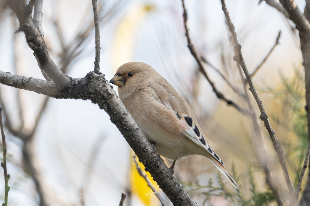 Desert Finch - ML625675163