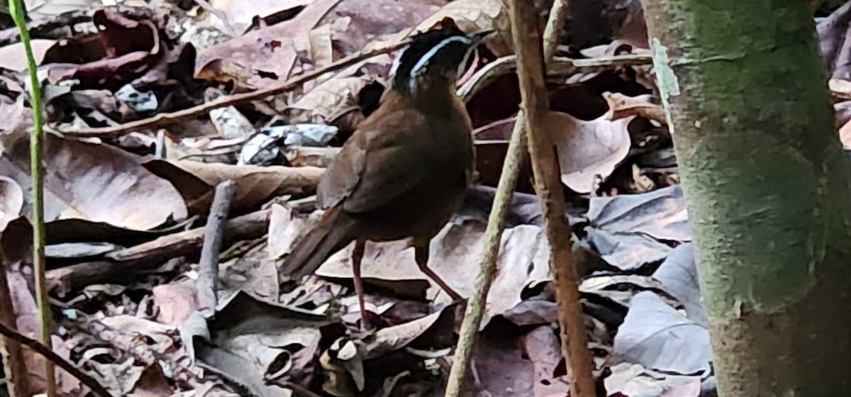 Bornean Black-capped Babbler - ML625675198