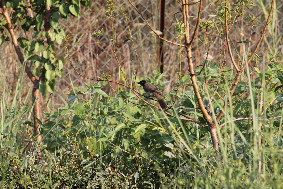 White-spectacled Bulbul - ML625675320