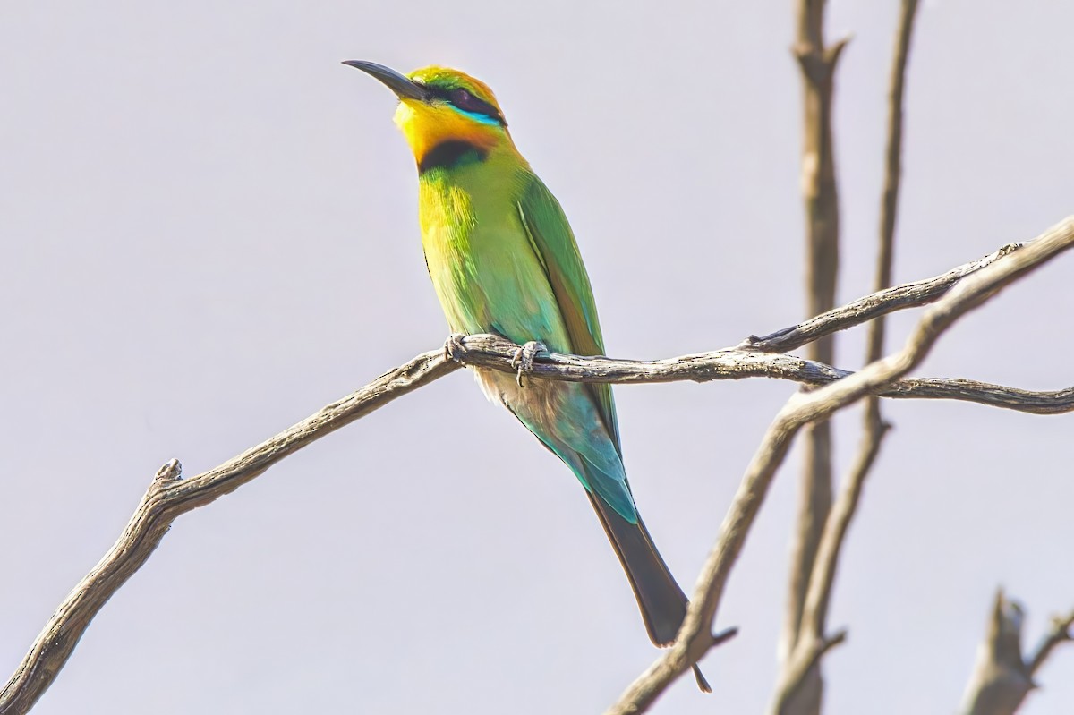 Rainbow Bee-eater - ML625675483