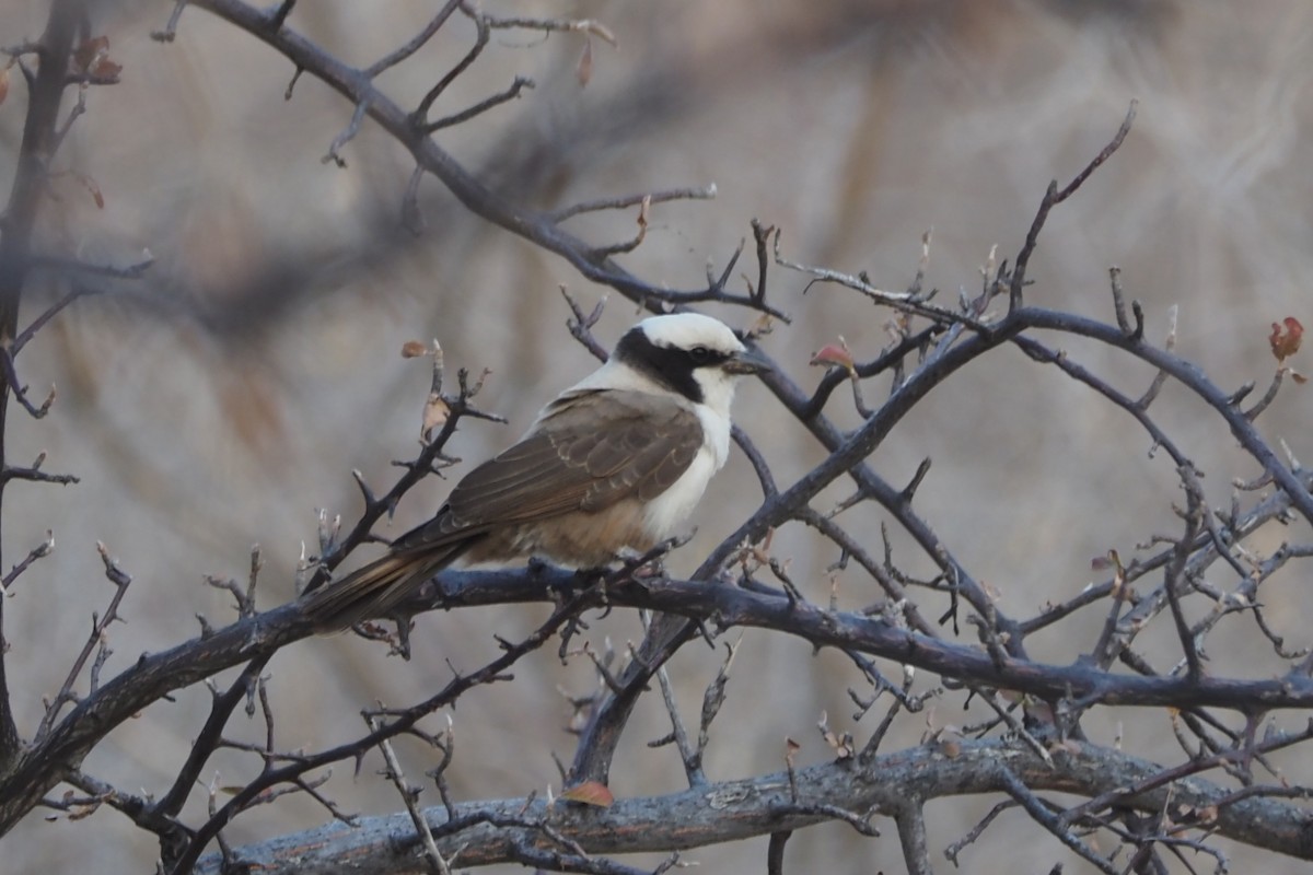 White-crowned Shrike - ML625675675