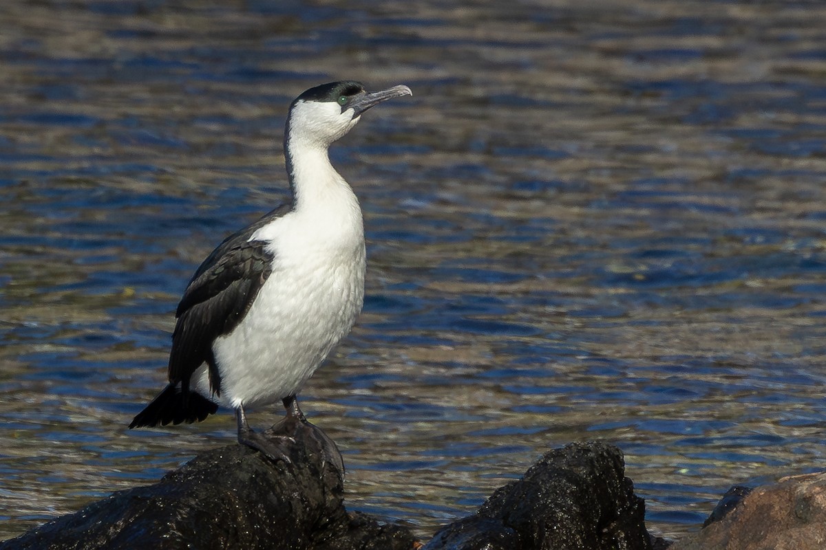 Black-faced Cormorant - ML625675941