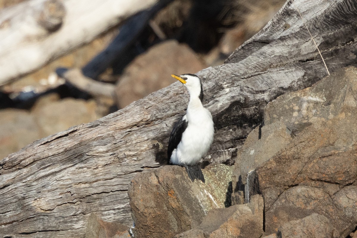 Little Pied Cormorant - ML625675942