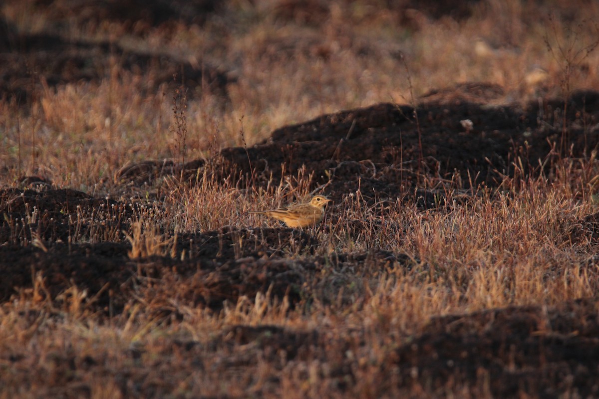 Çeltik İncirkuşu - ML625675943