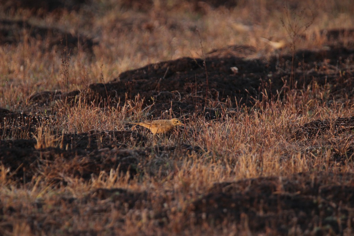 Çeltik İncirkuşu - ML625675949