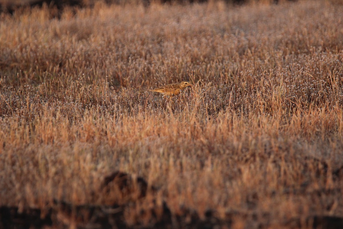 Çeltik İncirkuşu - ML625675952