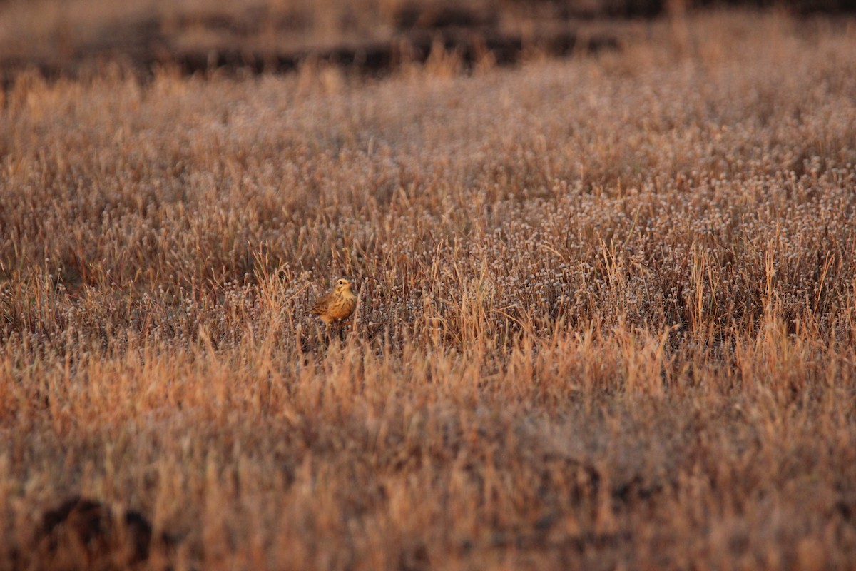 Çeltik İncirkuşu - ML625675955