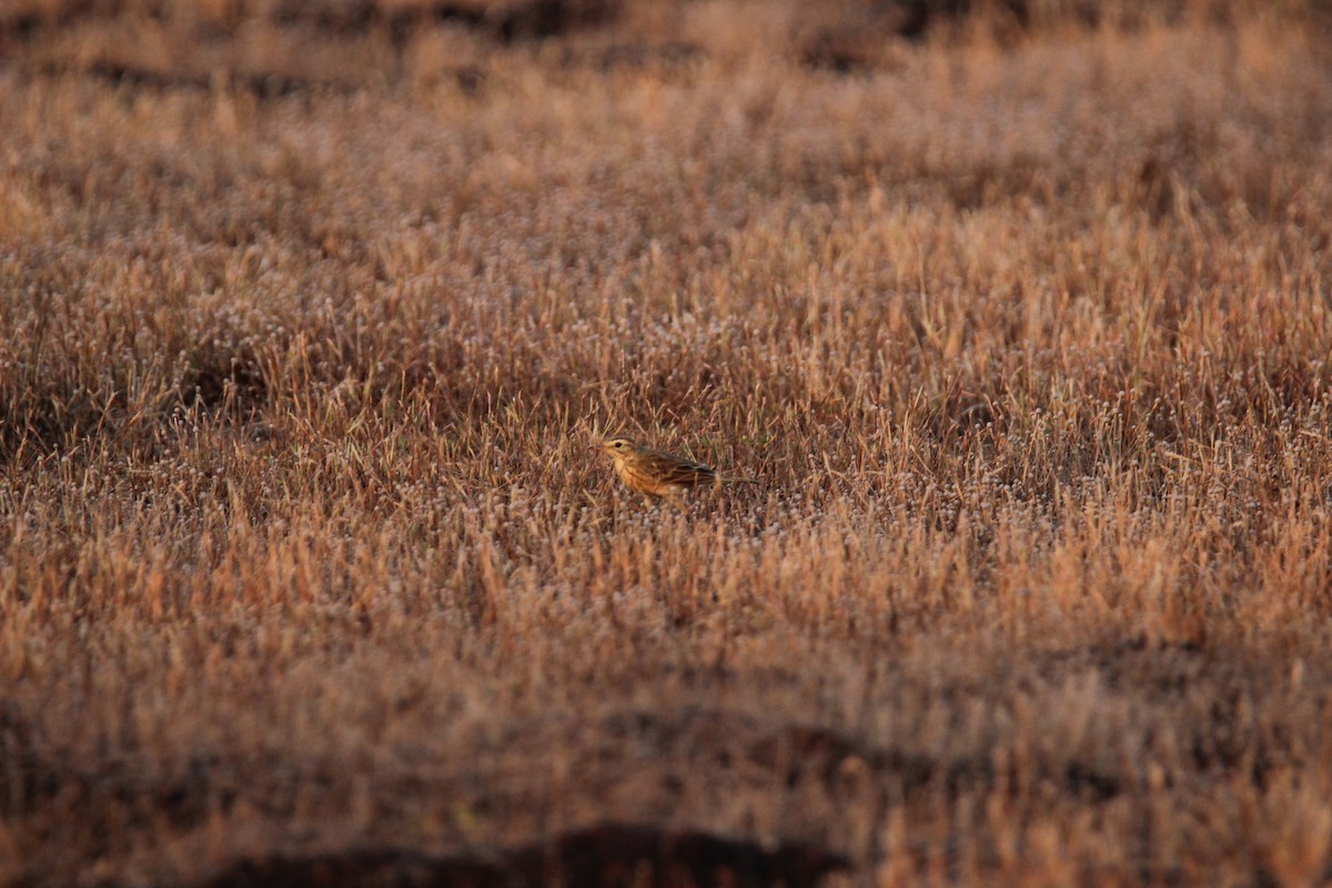 Çeltik İncirkuşu - ML625675957