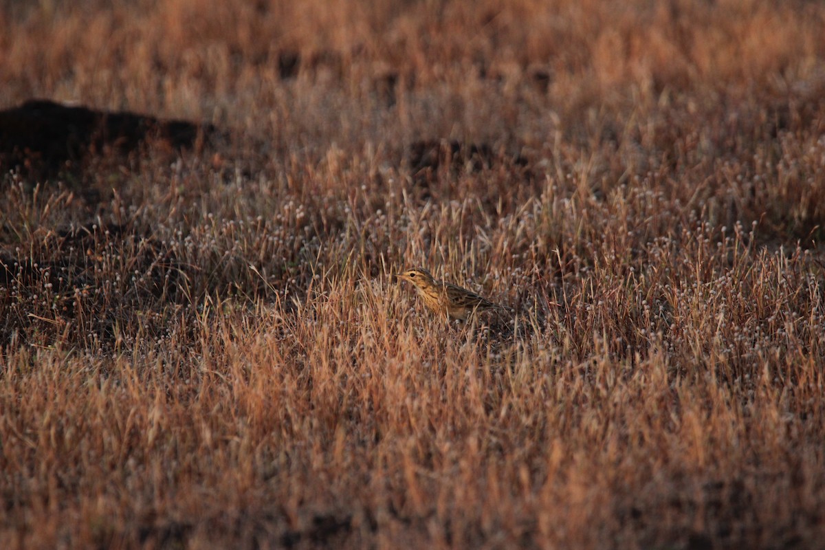 Çeltik İncirkuşu - ML625675959