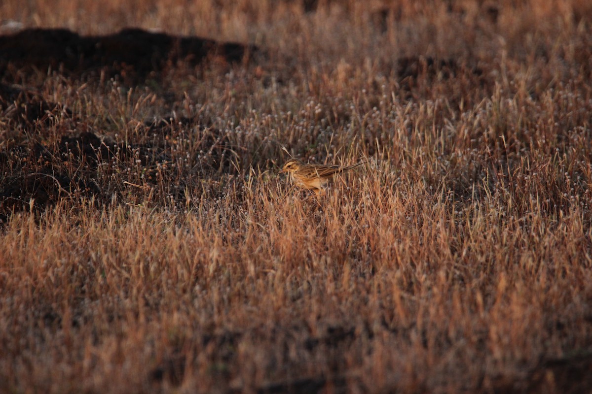 Çeltik İncirkuşu - ML625675963
