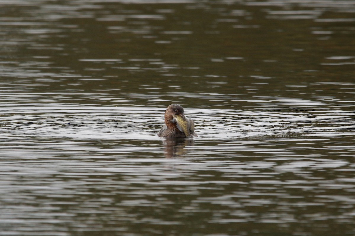 טבלן עקוד-מקור - ML625675965
