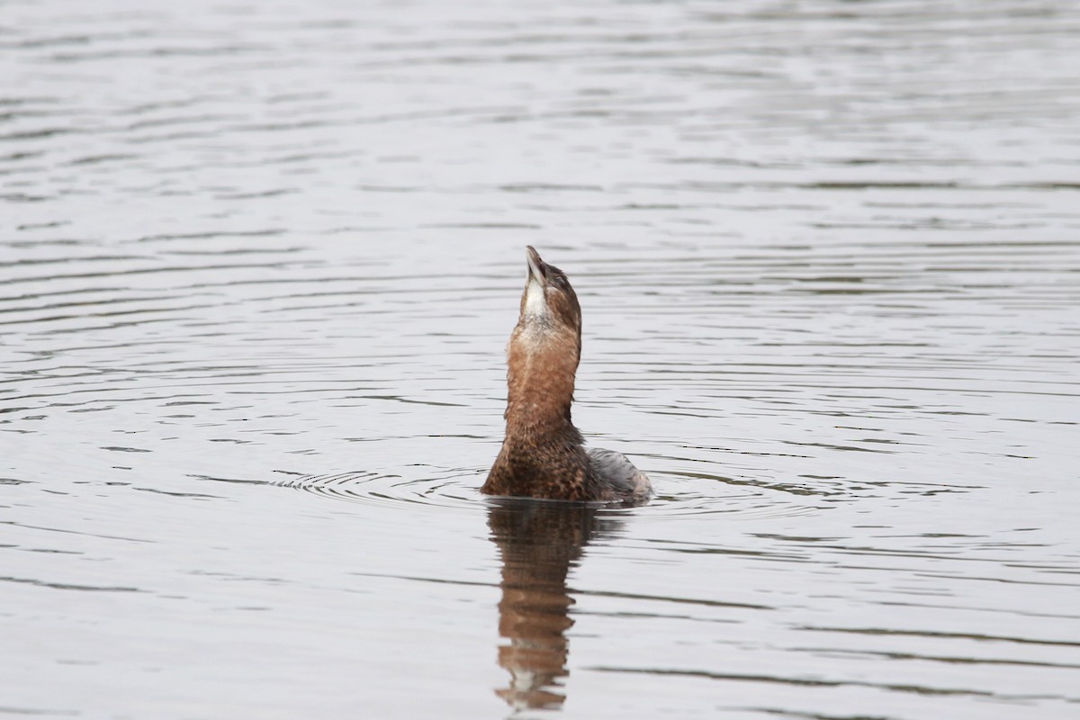 טבלן עקוד-מקור - ML625675966