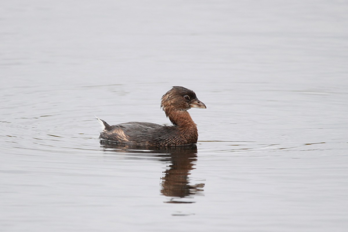טבלן עקוד-מקור - ML625675968