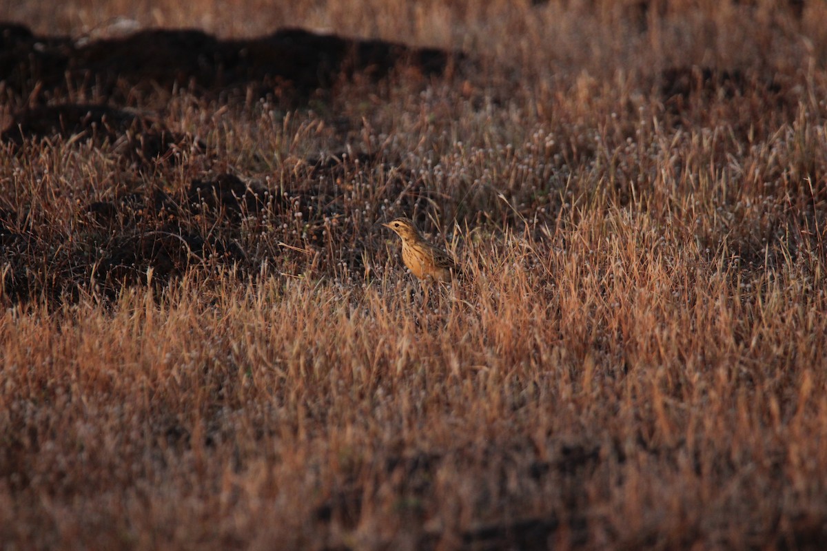 Çeltik İncirkuşu - ML625675970