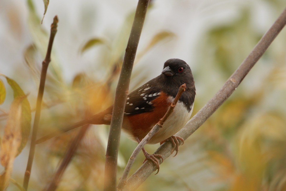 Spotted Towhee - ML625675971